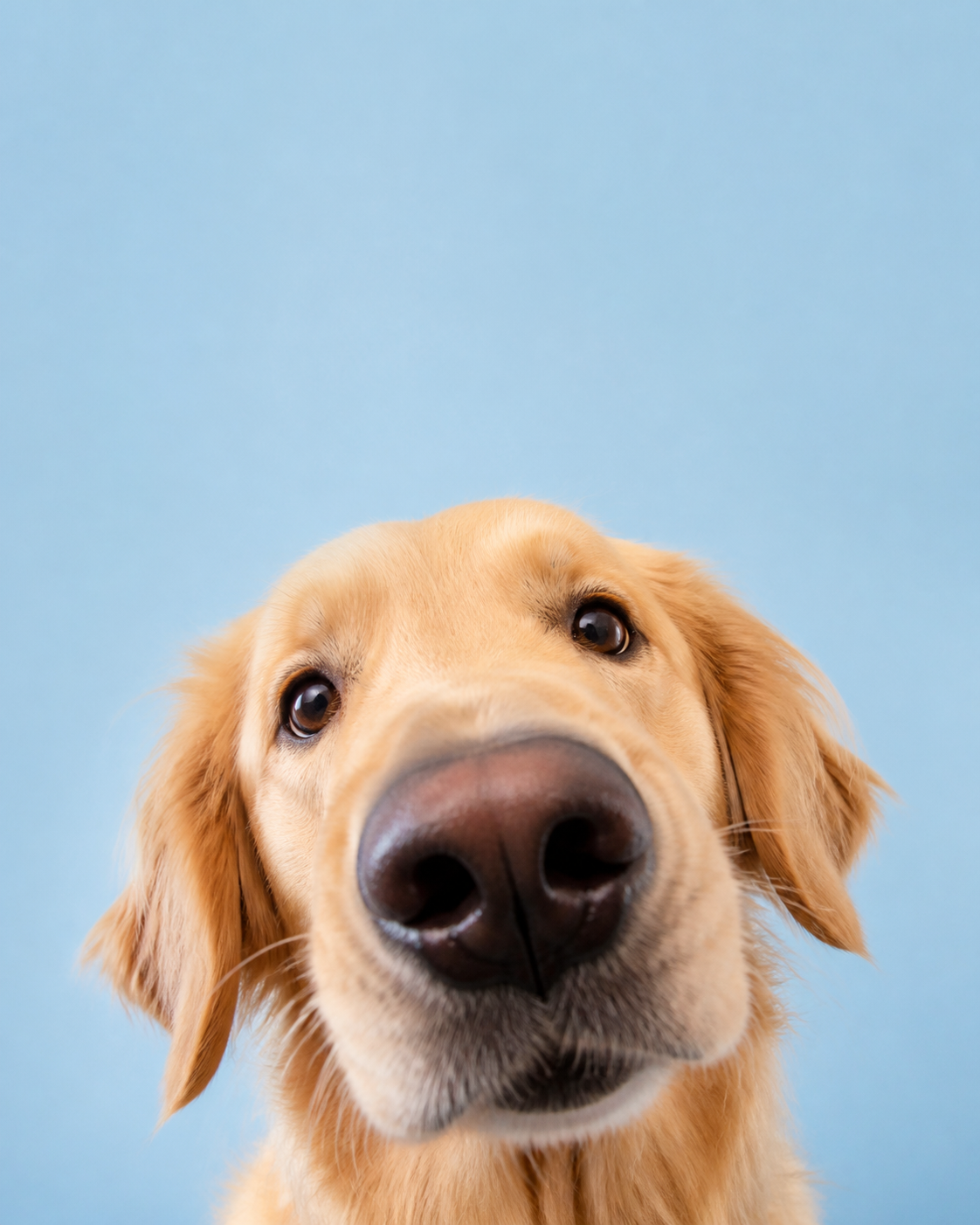 一只把鼻子凑到镜头前的金毛犬